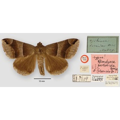 /filer/webapps/moths/media/images/P/pertorrida_Gondysia_HT_BMNH.jpg
