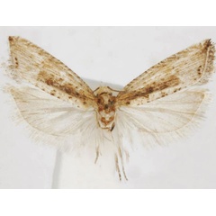 /filer/webapps/moths/media/images/C/capeana_Herpystis_HT_USNM.jpg