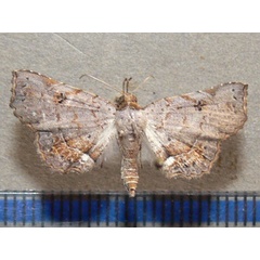 /filer/webapps/moths/media/images/R/rufifusalis_Egnasia_A_Goff.jpg