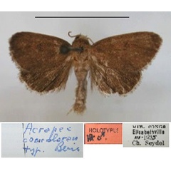 /filer/webapps/moths/media/images/C/concolorana_Acrapex_HT_RMCA_01.jpg