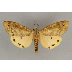 /filer/webapps/moths/media/images/S/subterminata_Teracotona_HT_BMNH.jpg