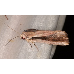 /filer/webapps/moths/media/images/V/viettei_Magusa_A_Heyns_02.jpg