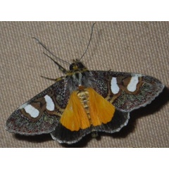 /filer/webapps/moths/media/images/C/coryndoni_Schausia_A_Liebenberg.jpg