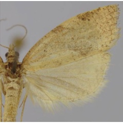 /filer/webapps/moths/media/images/S/sinuata_Procrica_HT_Trematerra.jpg
