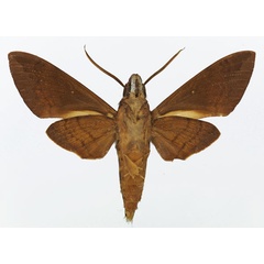 /filer/webapps/moths/media/images/B/bipartita_Nephele_AM_Basquin_01b.jpg