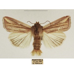 /filer/webapps/moths/media/images/T/tincta_Mythimna_AM_TMSA_01.jpg