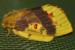 Chrysopsyche lutulenta