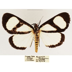 /filer/webapps/moths/media/images/X/xanthosoma_Stemonoceras_AM_TMSA.jpg