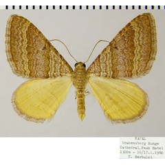 /filer/webapps/moths/media/images/Q/quaggaria_Mimoclystia_AM_ZSMa.jpg