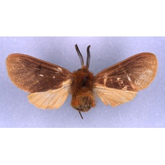 /filer/webapps/moths/media/images/S/seydeliana_Metarctia_HT_RMCA_03.jpg