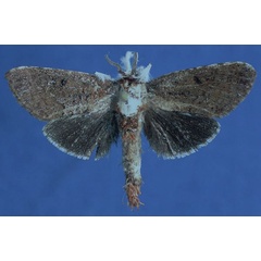 /filer/webapps/moths/media/images/A/albicilia_Salagena_AM_Lehmann.jpg