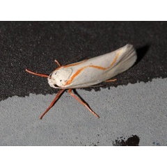 /filer/webapps/moths/media/images/P/pyrozancla_Gymnogramma_A_Roland_03.jpg