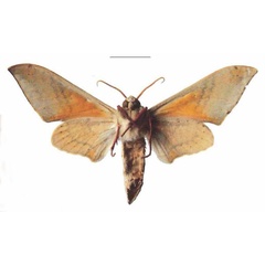 /filer/webapps/moths/media/images/P/postica_Pseudoclanis_AM_EMEM_02b.jpg