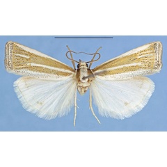 /filer/webapps/moths/media/images/B/bernardlandryi_Afroromieuxia_HT_MHNG.jpg