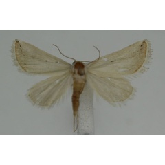 /filer/webapps/moths/media/images/P/pallidula_Eublemma_A_JMonks_01.jpg