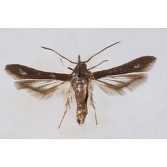 /filer/webapps/moths/media/images/N/nana_Microsesia_HT_TMSA.jpg