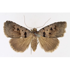 /filer/webapps/moths/media/images/M/microloba_Anoba_AF_TMSA_02.jpg