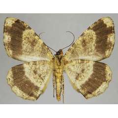 /filer/webapps/moths/media/images/N/nebulata_Xylopteryx_AM_ZSMb.jpg