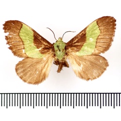 /filer/webapps/moths/media/images/T/trapezoidea_Parasa_AF_BMNH.jpg
