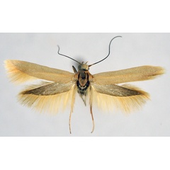 /filer/webapps/moths/media/images/P/pelinaula_Scythris_AM_NHMO_01.jpg