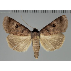 /filer/webapps/moths/media/images/S/salax_Lygephila_AM_Fiebig.jpg