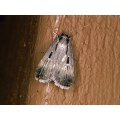 /filer/webapps/moths/media/images/E/exsiccata_Tathorhynchus_A_Roland_12.jpg