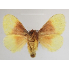 /filer/webapps/moths/media/images/P/purpuripulcra_Chrysamma_AF_MGCLb_02.jpg