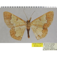 /filer/webapps/moths/media/images/P/principis_Zamarada_PTF_ZSM.jpg