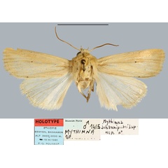 /filer/webapps/moths/media/images/J/johannipetri_Mythimna_HT_MNHN.jpg