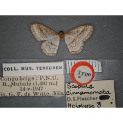 /filer/webapps/moths/media/images/C/cinnamomata_Scopula_HT_RMCA_02.jpg