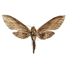 /filer/webapps/moths/media/images/D/dominikae_Theretra_AF_AMUP.jpg