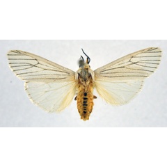 /filer/webapps/moths/media/images/F/feifensis_Spilosoma_AM_NHMO.jpg