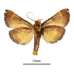 /filer/webapps/moths/media/images/F/flavirubralis_Zitha_AM_ANHRTb.JPG
