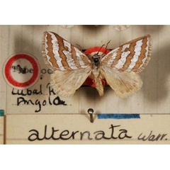 /filer/webapps/moths/media/images/A/alternata_Conchylia_HT_BMNH.jpg