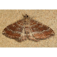 /filer/webapps/moths/media/images/M/melissaria_Xanthorhoe_A_Heyns_01.JPG
