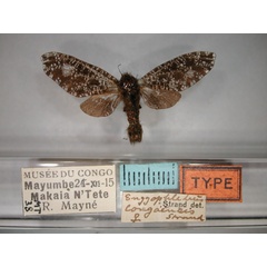 /filer/webapps/moths/media/images/C/congoensis_Eulophonotus_AT_RMCA_01.jpg