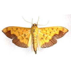 /filer/webapps/moths/media/images/A/asialis_Botyodes_AM_Agassiz.jpg
