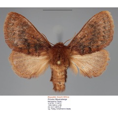 /filer/webapps/moths/media/images/P/punctifascia_Anadiasa_AF_Fiebig_02.jpg