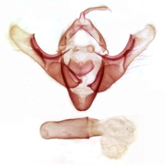 /filer/webapps/moths/media/images/F/festiva_Acrapex_GMPT_TMSA_3518.jpg