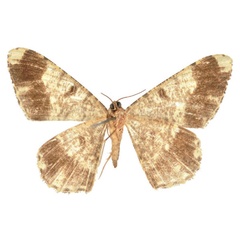 /filer/webapps/moths/media/images/V/voeltzkowii_Afroracotis_AF_BMNH.jpg