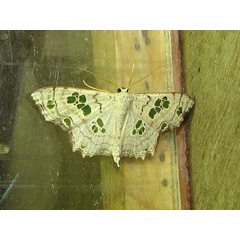 /filer/webapps/moths/media/images/C/callibotrys_Antitrygodes_A_Goff_02.jpg