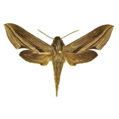 /filer/webapps/moths/media/images/M/monteironis_Theretra_AM_ANHRT.jpg