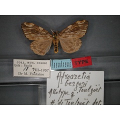 /filer/webapps/moths/media/images/B/bergeri_Afroarctia_AT_RMCA_01.jpg