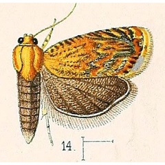 /filer/webapps/moths/media/images/D/dimidiata_Coptoloma_ST_Walsingham_1891_3-14.jpg