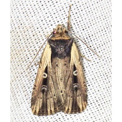 /filer/webapps/moths/media/images/A/annularis_Axylia_A_Braun_10.jpg