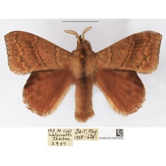/filer/webapps/moths/media/images/S/siccifolia_Leipoxais_AM_NHMUK.jpg