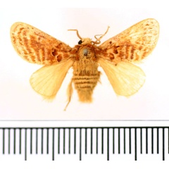 /filer/webapps/moths/media/images/A/amatus_Lepidorytis_AM_BMNH.jpg