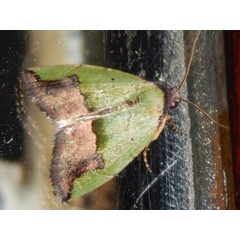 /filer/webapps/moths/media/images/N/nigroviridis_Ozarba_A_Grobler.jpg
