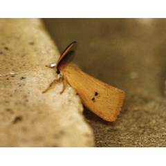 /filer/webapps/moths/media/images/Q/quadripunctata_Bracharoa_A_Roland_14.jpg