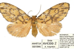 Tumicla elephantina